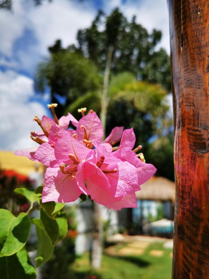 Alisa Garden Boutique Hotel Panglao Exterior photo